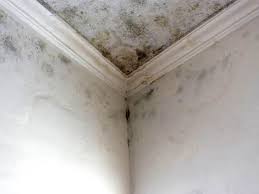 Best Water Damage & Mold Remediation in National Park, NJ